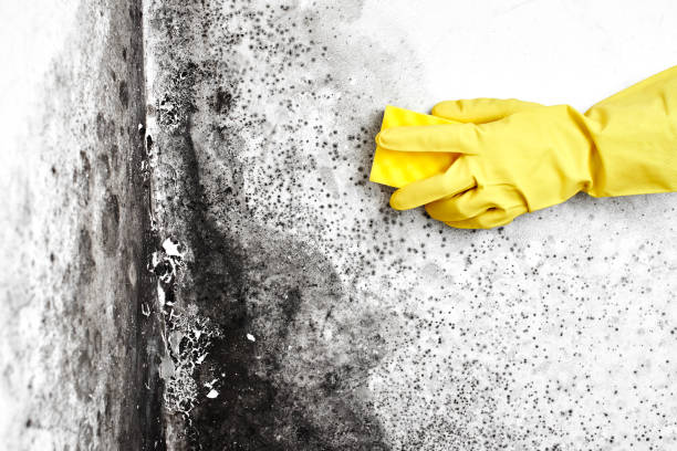 Best Basement Mold Removal  in Fircrest, WA